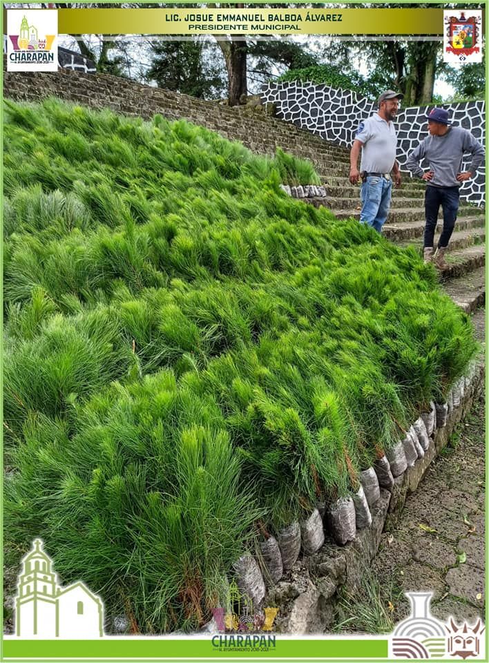 REFORESTACIÓN CHARAPAN 2020